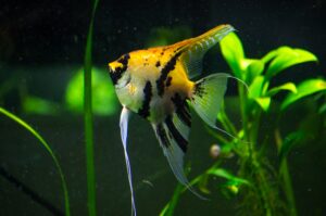 Building a Peaceful Home Aquarium: The Best Aquaculture Fish for Beginners