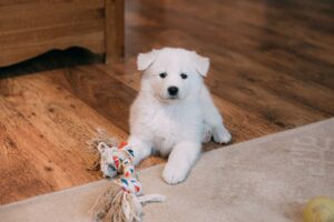 Keeping Your Puppy’s Play Area Safe, Clean, and Comfy