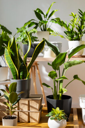 The Benefits of Indoor Plants