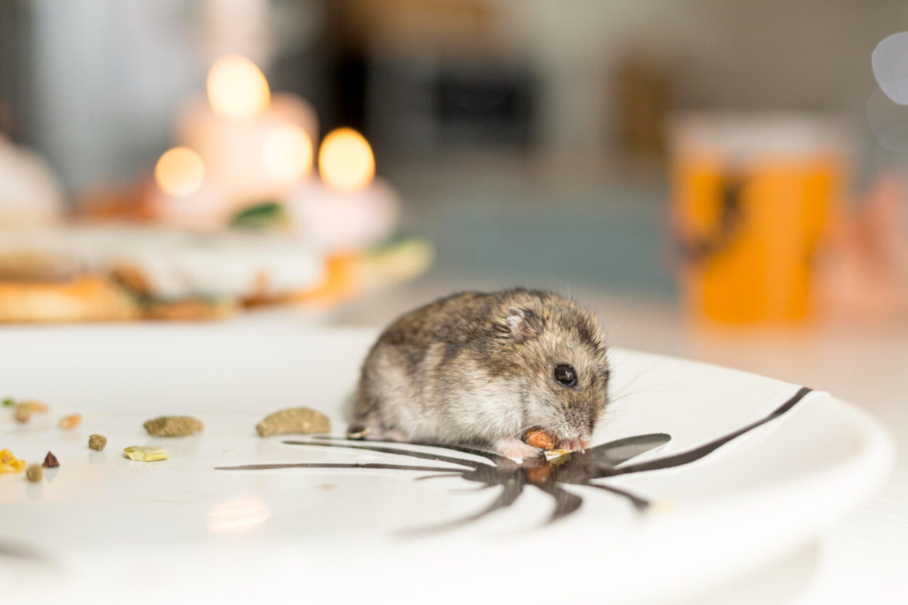Effective Rodent Control Tips Every Homeowner Should Know