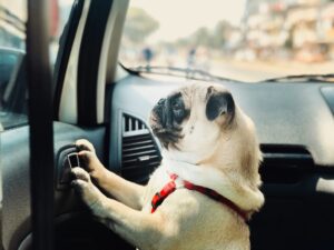 Five Signs Your Pet Is Overheating in the Car (And What To Do)