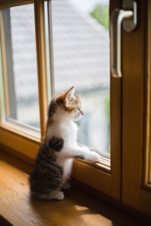 the right windows