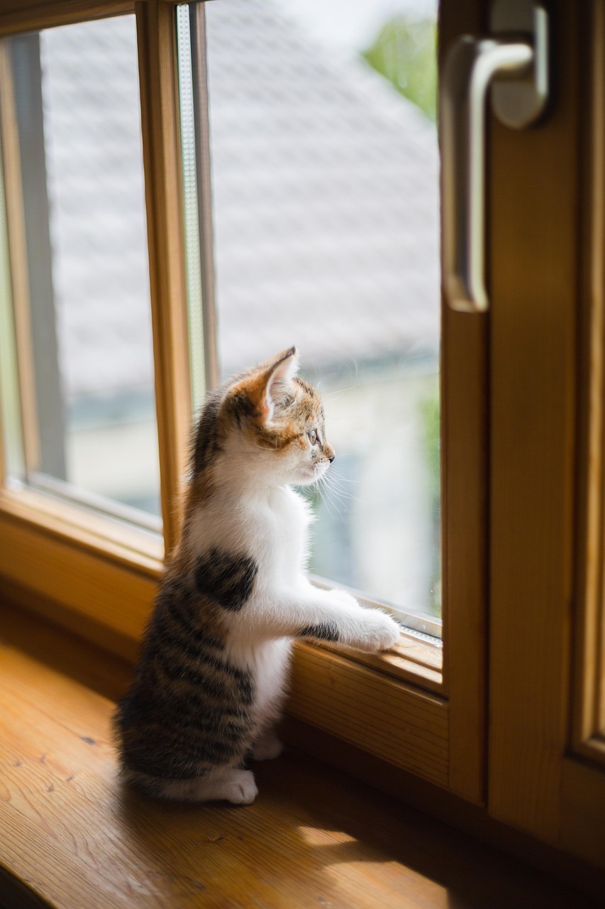 the right windows