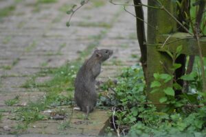 Keeping Your Home Pest-Free
